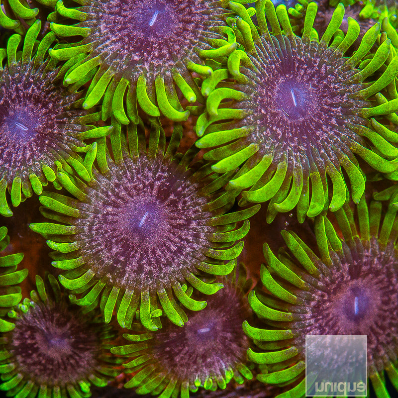 Unique Corals Atmosphere Zoanthid-  Stock Frag 3 Polyp