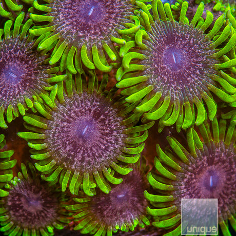 Unique Corals Atmosphere Zoanthid-  Stock Frag 3 Polyp