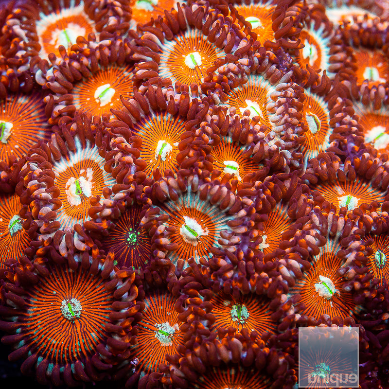 Salted Agave Zoanthid- Stock Frag 3 Polyp