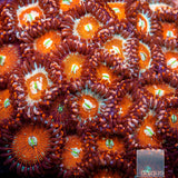 Salted Agave Zoanthid- Stock Frag 3 Polyp