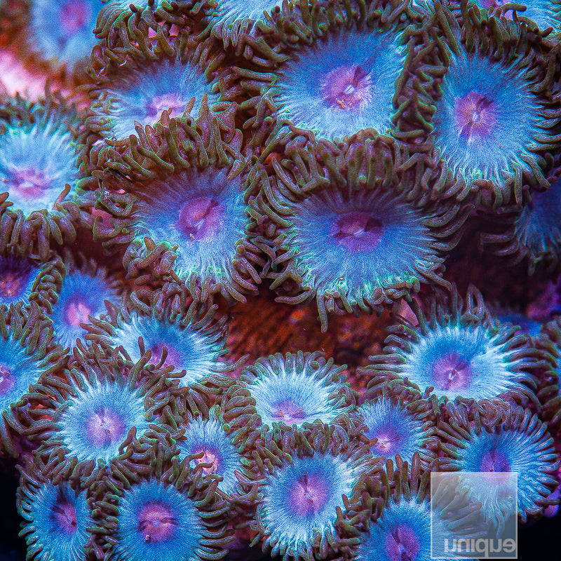 Miami Vice Zoanthid- Stock Frag 3 Polyp