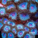 Miami Vice Zoanthid- Stock Frag 3 Polyp