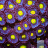 WWC AOI Zoanthid- Stock Frag 3 Polyp