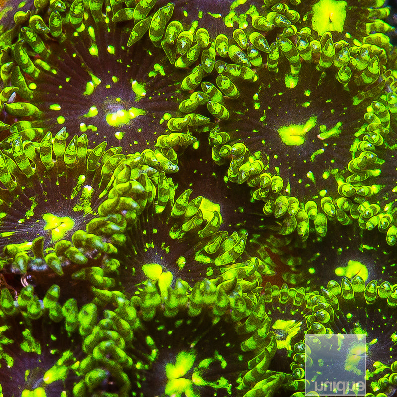Exosphere Zoanthid- Stock Frag 3 Polyp