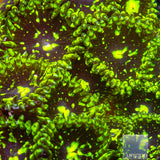 Exosphere Zoanthid- Stock Frag 3 Polyp