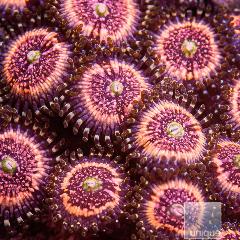 Pink Zipper Zoanthid-Stock Frag 3 Polyp