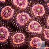 Pink Zipper Zoanthid-Stock Frag 3 Polyp