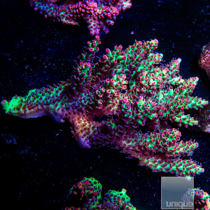 Aussie Strawberry Shortcake Colony-WYSIWYG