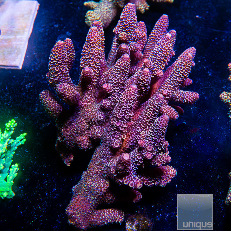 Aussie Acropora Colony-WYSIWYG