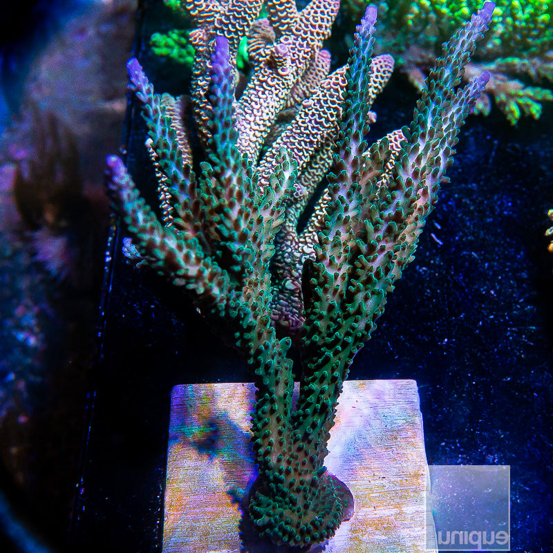 Tri Color Valida Colony-WYSIWYG