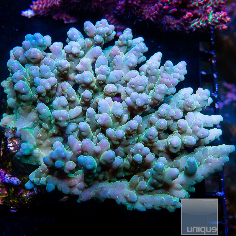 Aussie Acropora Colony-WYSIWYG