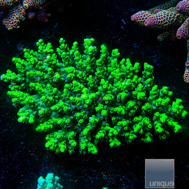 Aussie Aculeus Colony-WYSIWYG