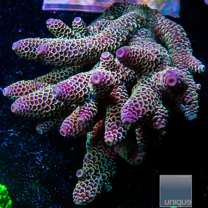 Aussie Spathulata Colony-WYSIWYG