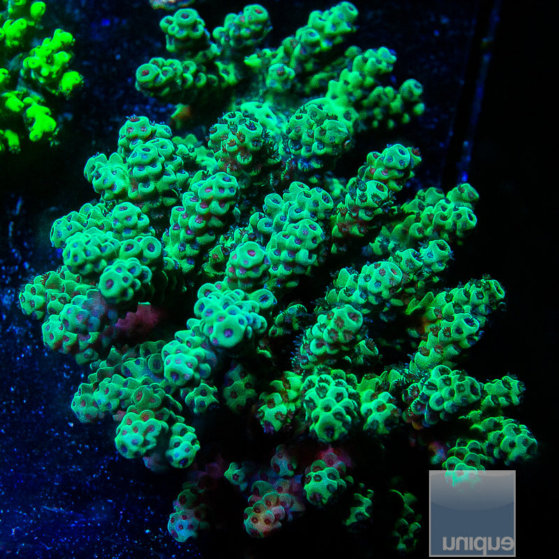 Aussie Colony-WYSIWYG