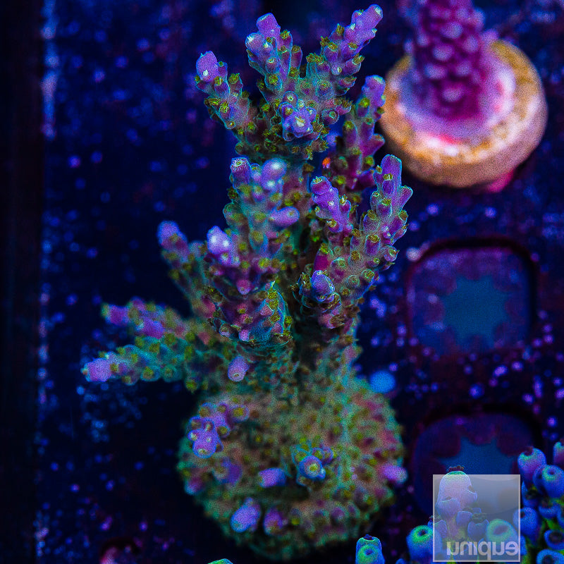 UC Tri-Color Valida Large -WYSIWYG