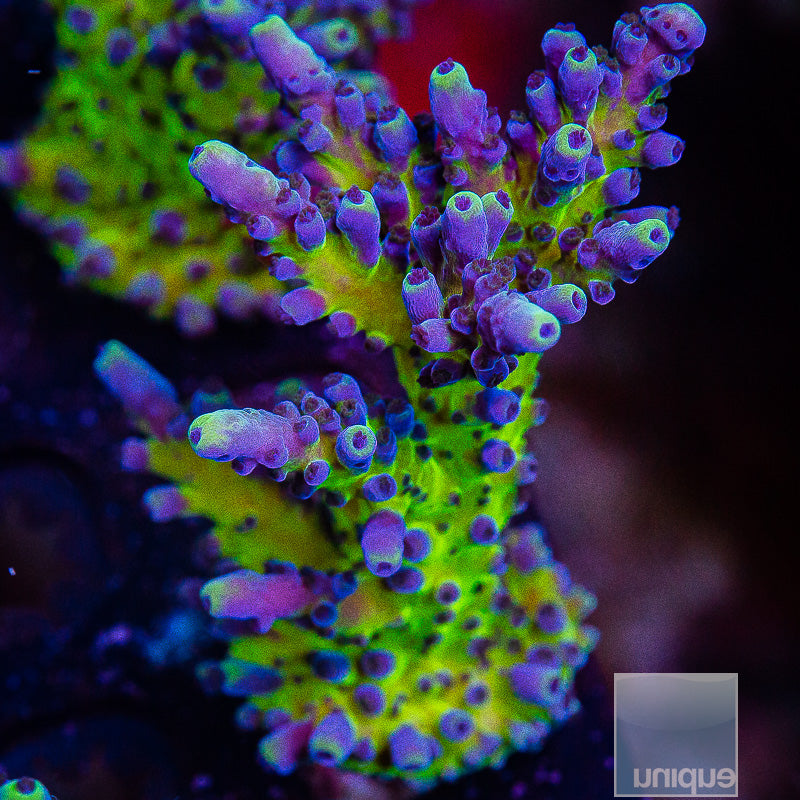 UC Miyagi Tort Large Frag-WYSIWYG