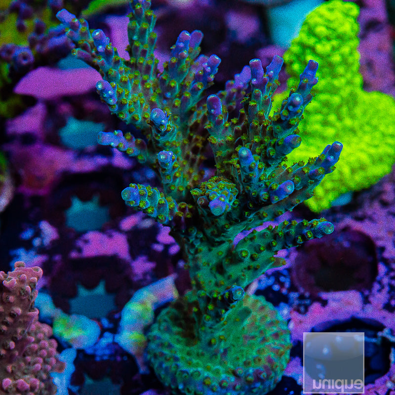 UC Tri-Color Valida Large -WYSIWYG