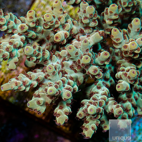 Unique Corals Scorpion on Fire