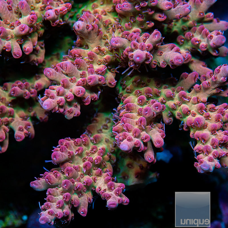 Unique Corals Rainbow Sherbet Microclados