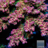 Unique Corals Rainbow Sherbet Microclados