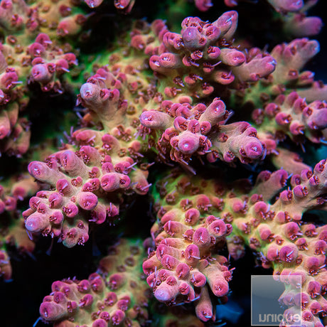 Unique Corals Rainbow Sherbet Microclados