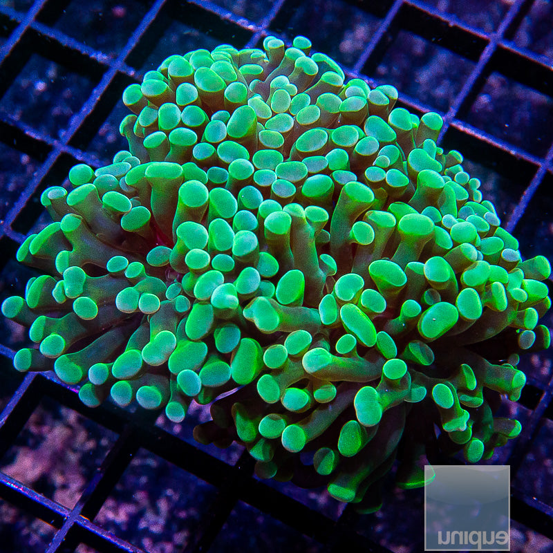 Green Branching Hammer Triple Head-WYSIWYG