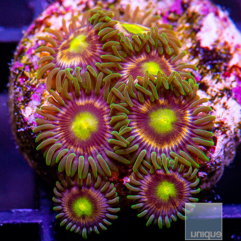 Oregon Duck Zoanthid-WYSIWYG