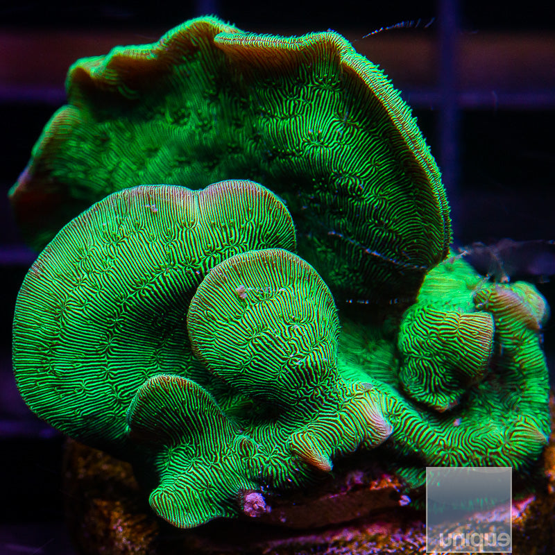 UC Green Branching Pavona-WYSIWYG