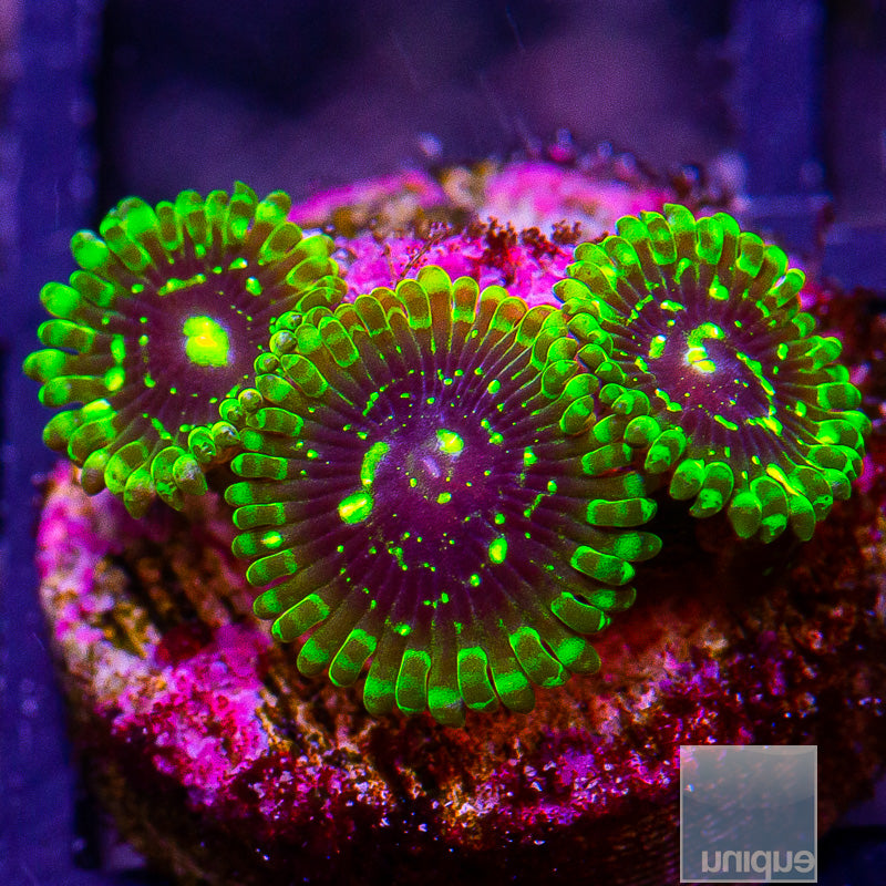 Exosphere Zoanthid-WYSIWYG