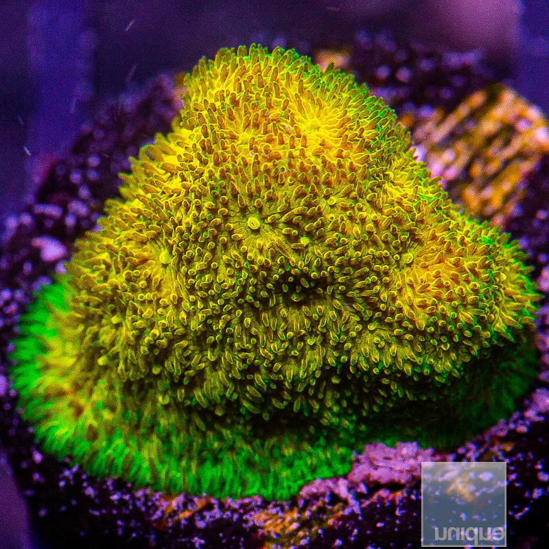 UC Sprite Leptoseris-WYSIWYG