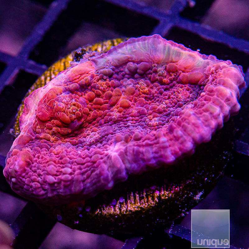 UC Galaxy Chalice-WYSIWYG