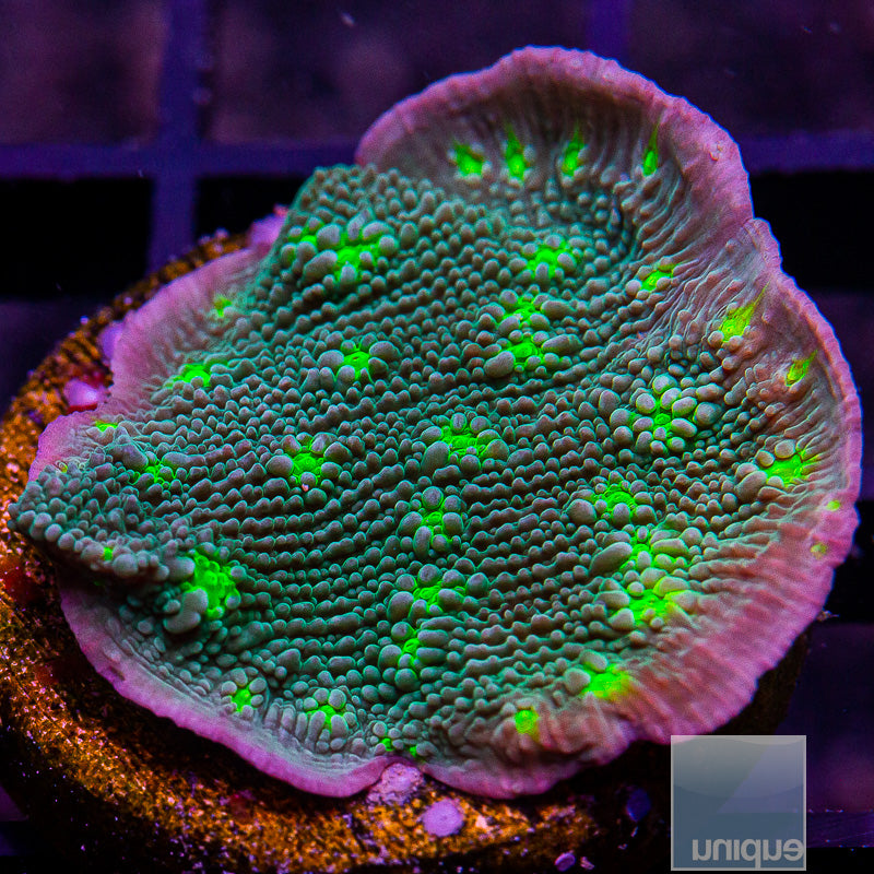 Hollywood Stunner Chalice-WYSIWYG