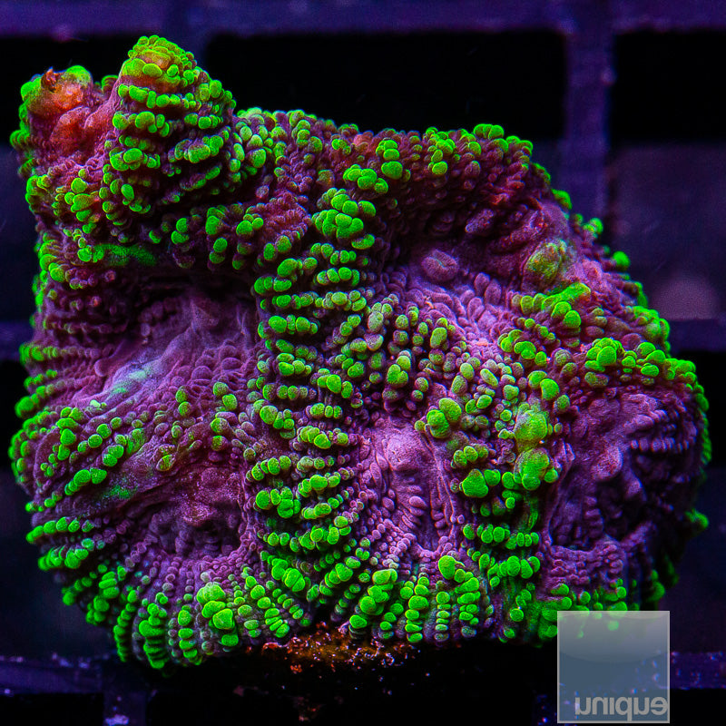 UC Raptor Favia-WYSIWYG