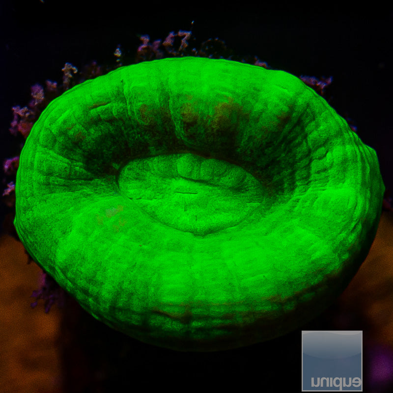 Candy Cane Coral-WYSIWYG