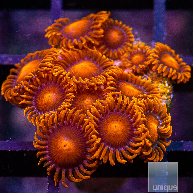 Hyper Bam Bam Zoanthid Colony-WYSIWYG