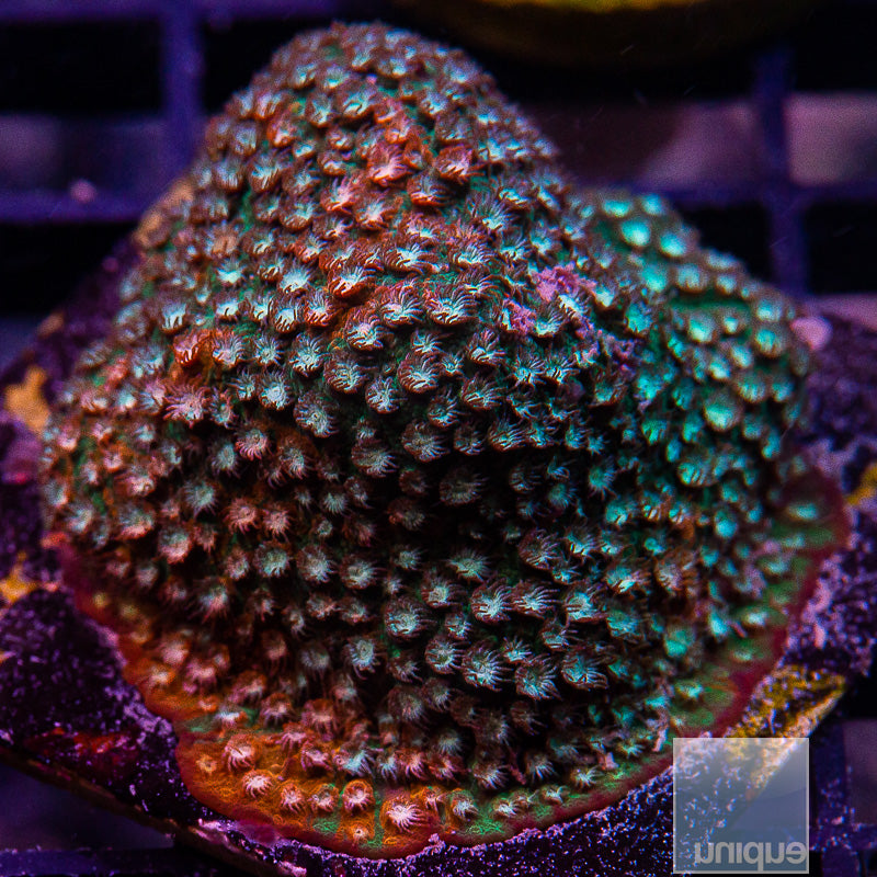 JF Fender Bender Cyphastrea-WYSIWYG