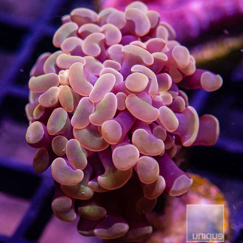 UC Peach Branching Hammer-WYSIWYG