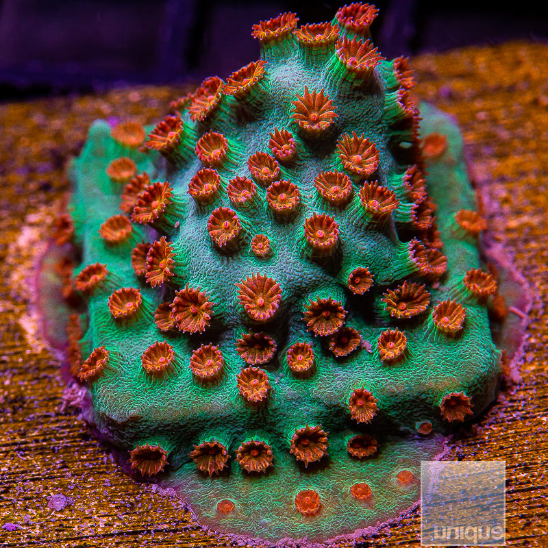 Meteor Shower Cyphastrea-WYSIWYG