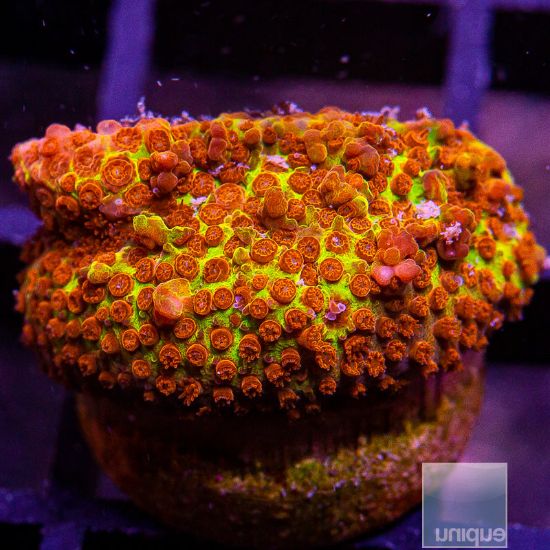 JF Burning Banana Stylo-WYSIWYG