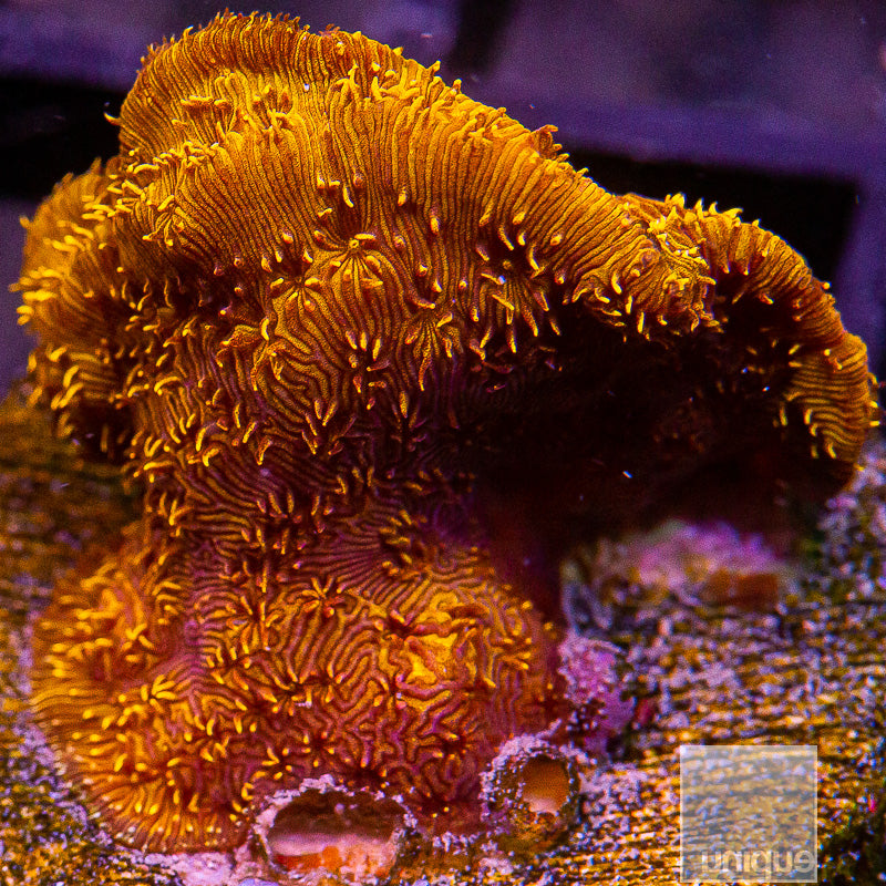 Orange Pavona-WYSIWYG