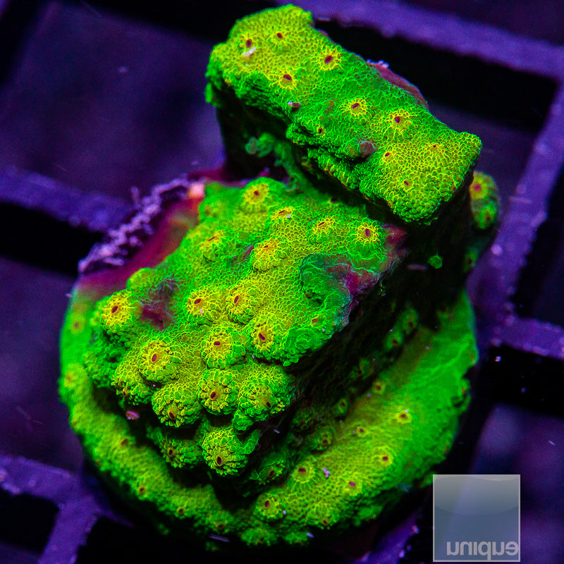 UC Big Bird Cyphastrea-WYSIWYG