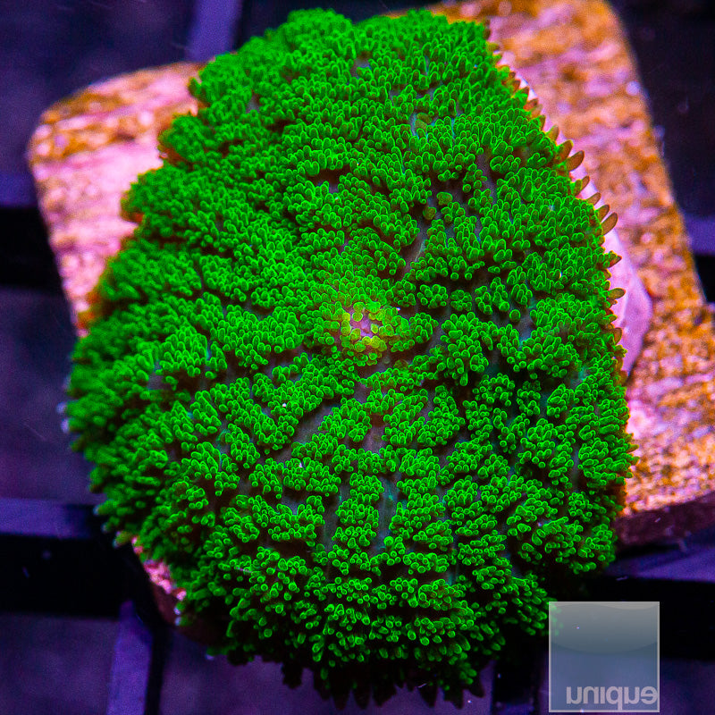 Green Pincushion Rhodactis-WYSIWYG