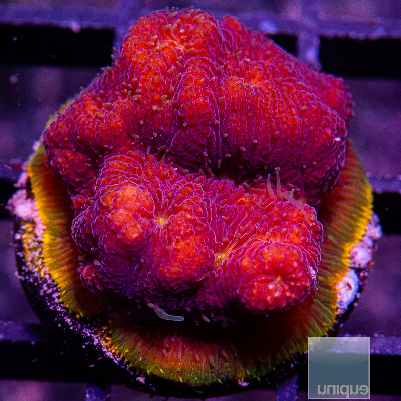 Orange Rim Lithophyllon-WYSIWYG