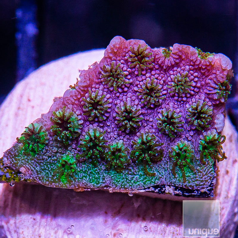 Green Cyphastrea-WYSIWYG