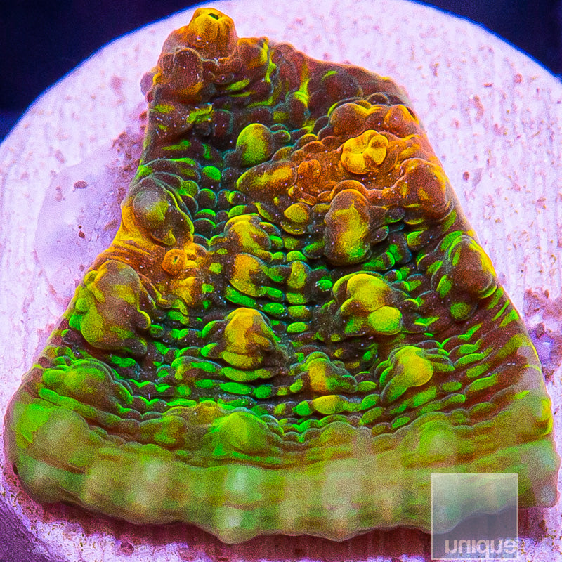 Ultra Chalice-WYSIWYG