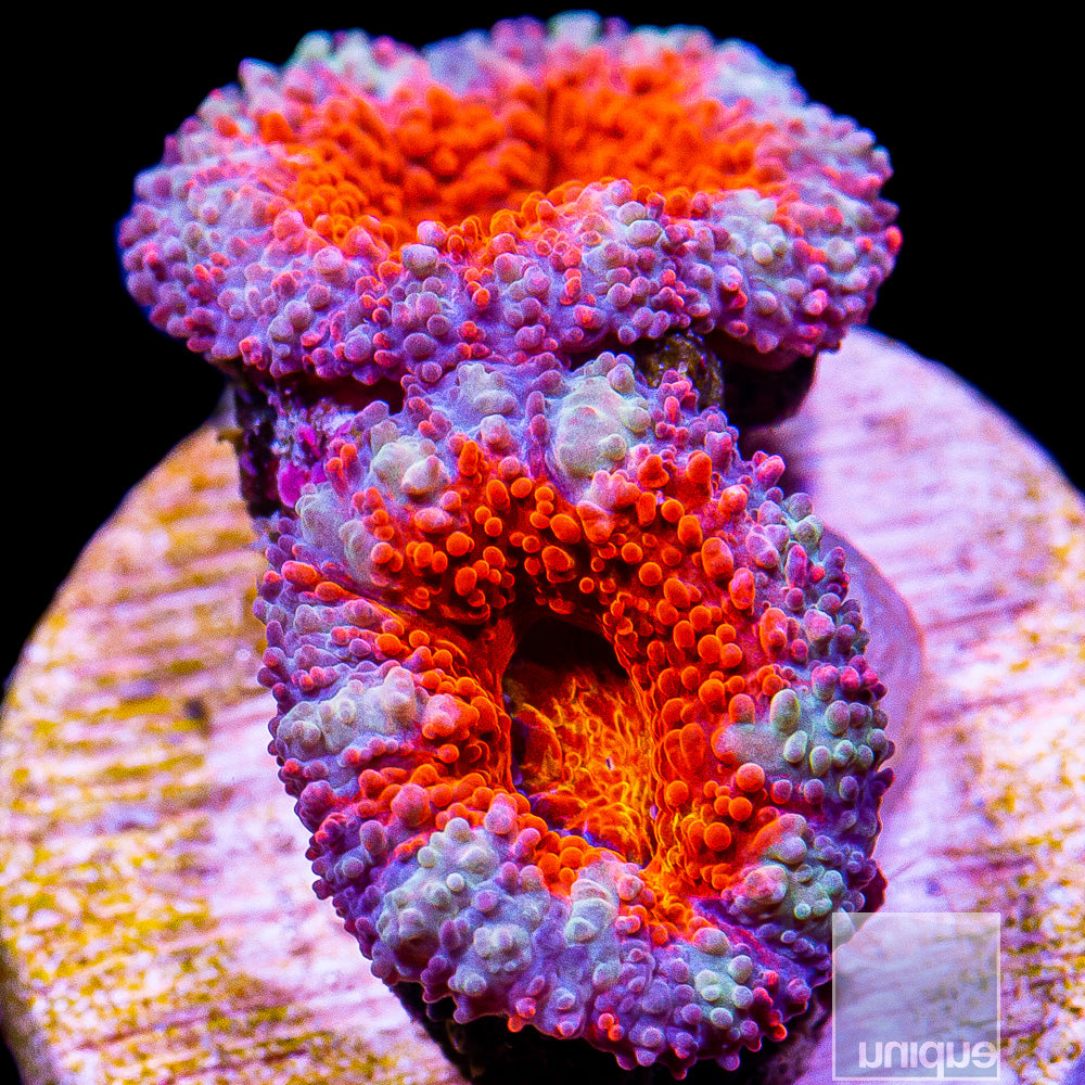 Purple Rim Acan Lord Frag-WYSIWYG – UniqueCorals