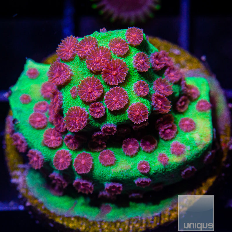 Jingle Bells Cyphastrea-WYSIWYG