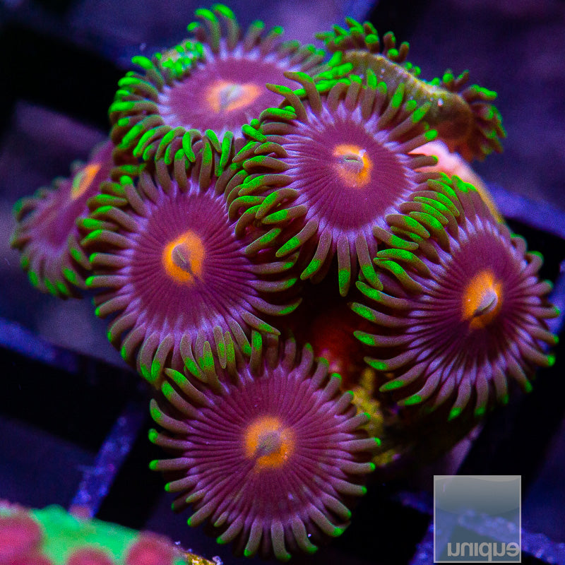 Ultra Zoanthid-WYSIWYG