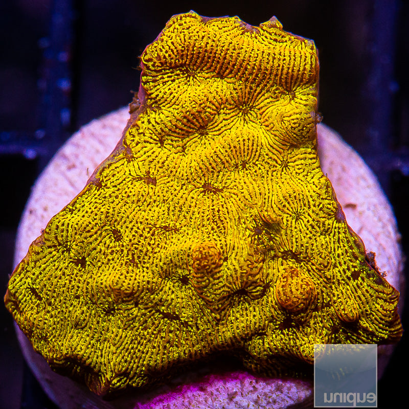 Bright Leptoseris-WYSIWYG