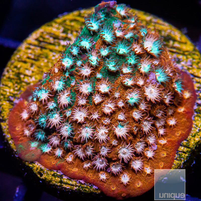 JF Fender Bender Cyphastrea-WYSIWYG